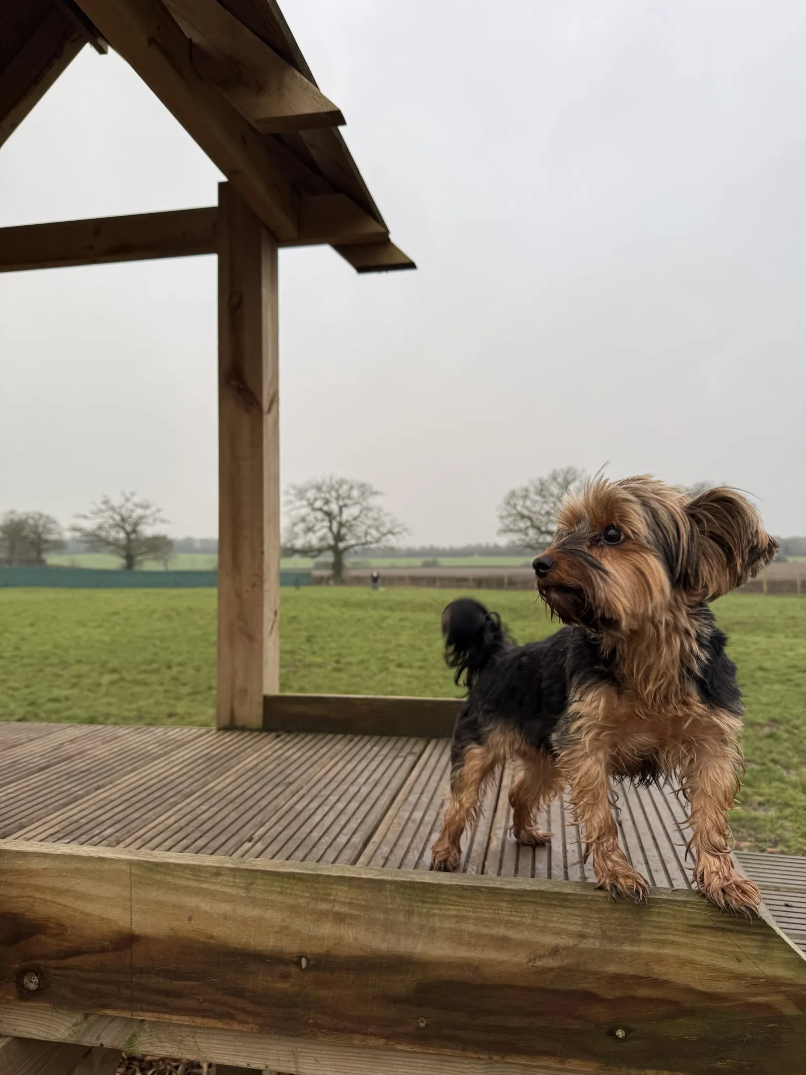Meet Ellie, Myla and Ted